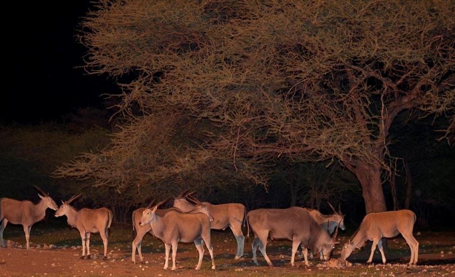 Villa Emanya@Etosha à Namutoni Extérieur photo